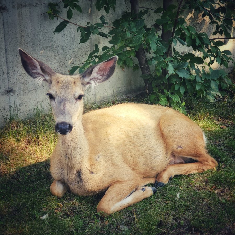 A light brown deer lies resting on green grass in front of a concrete wall and leafy bushes.