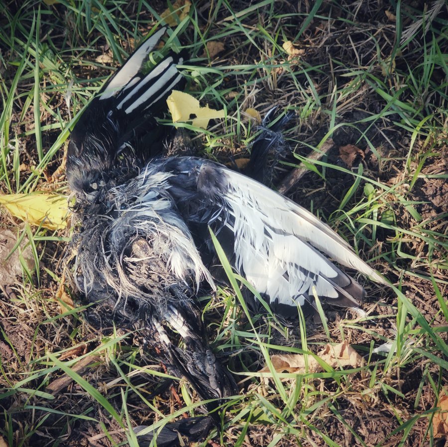 A decaying black and white bird carcass lies amid green grass and sparse yellow leaves.