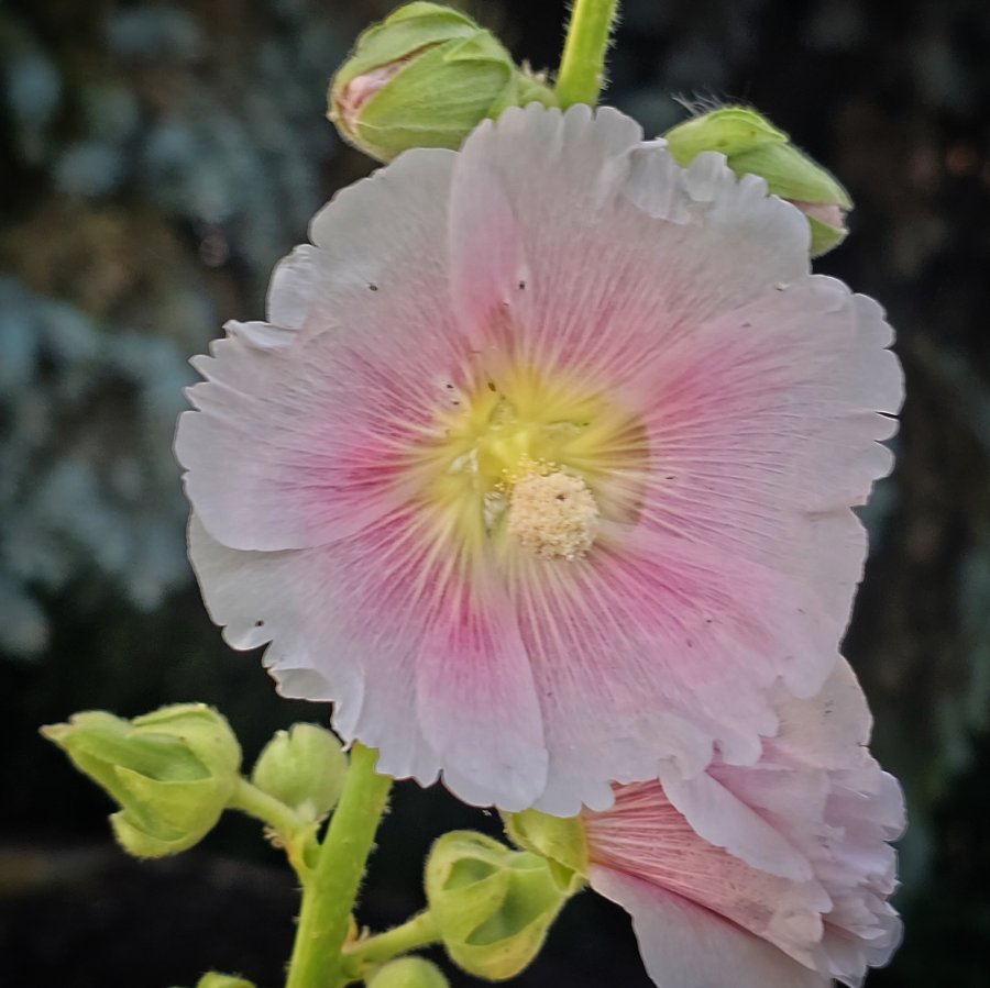 Close-up of a pale pink hollyhock flower with a yellow center, growing on a green stem with unopened buds.