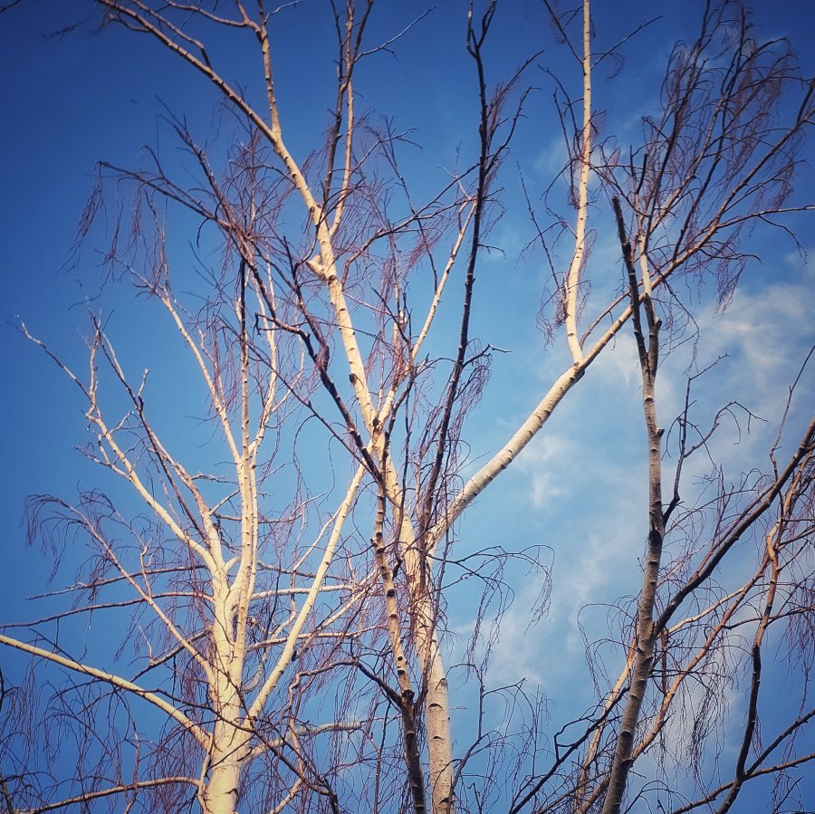 Low-angle view looking up at bare birch tree branches against a bright blue sky with faint white clouds.