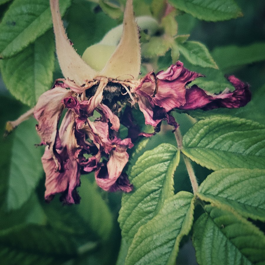 Close-up of a dying pink rose with shriveled, dried petals hanging below pointed tan sepals, surrounded by textured green leaves.