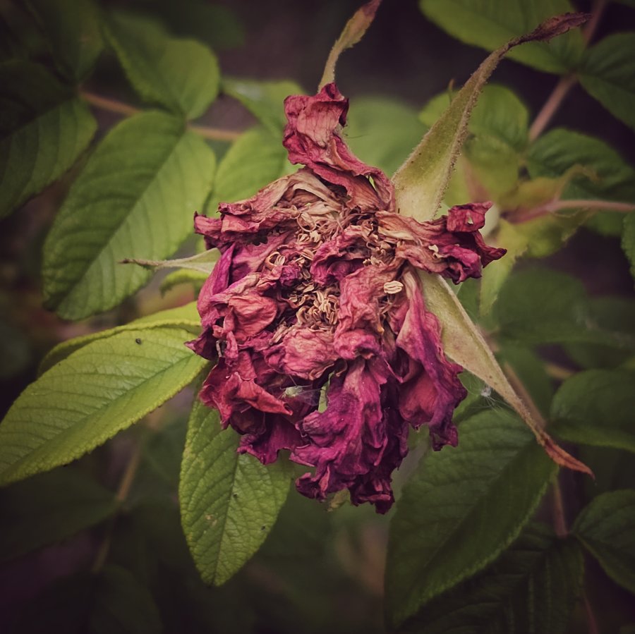 A shriveled, dried magenta rose hangs downward amidst green leaves under a dark, heavy vignette.