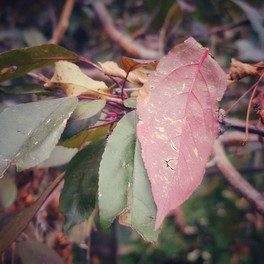 Close-up of a dusty pink leaf overlapping green leaves on a branch with a blurred background.