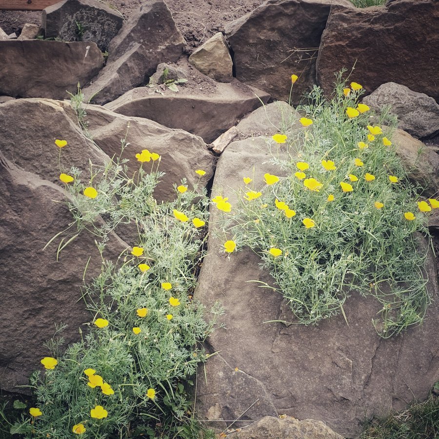 Bright yellow poppies with fine green foliage grow from crevices between large, rough grey rocks.
