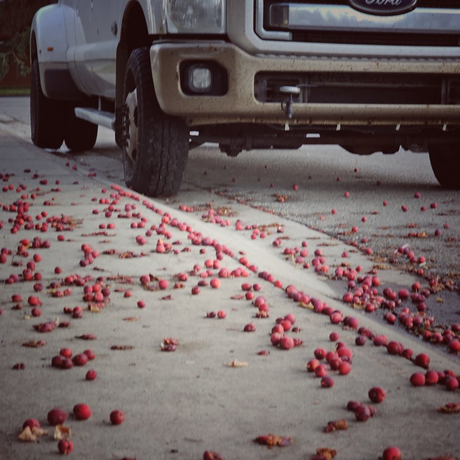 Small red crabapples cover a concrete driveway in front of a parked white Ford pickup truck.