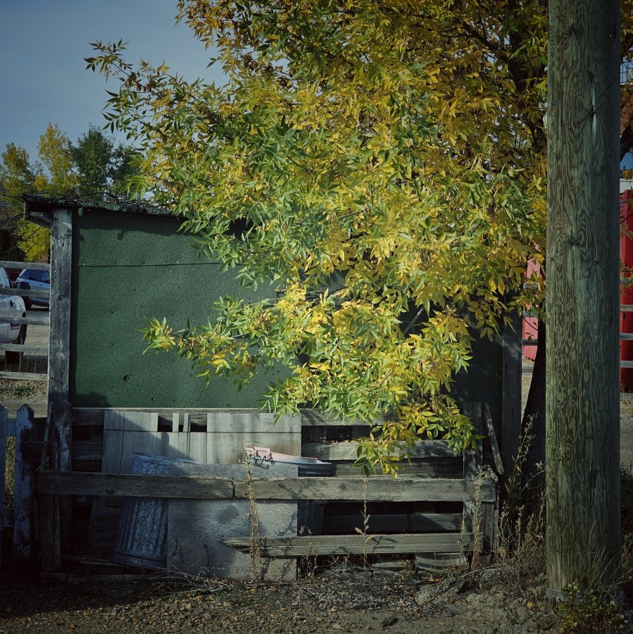A leafy branch with yellow autumn foliage hangs over a weathered wooden fence structure next to a dark green shed and a wooden utility pole.