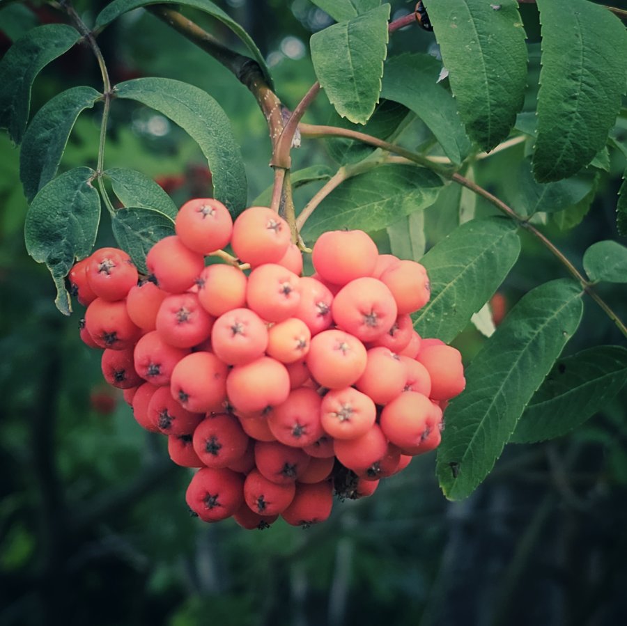 A dense cluster of bright orange-red rowan berries hangs beneath green pinnate leaves on a slender branch.