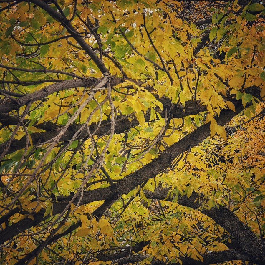 Low-angle view looking up into a tangled canopy of dark brown tree branches filled with golden yellow and lime green autumn leaves.