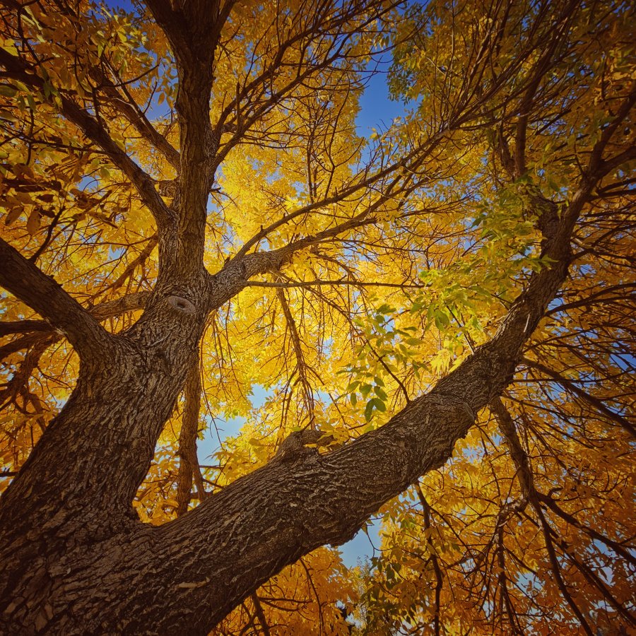 Low-angle view looking up into the dense golden canopy of a large tree with textured brown branches against a bright blue sky.