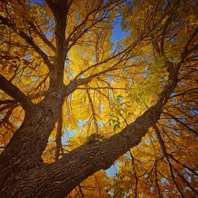 Low-angle view looking up into the dense golden canopy of a large tree with textured brown branches against a bright blue sky.