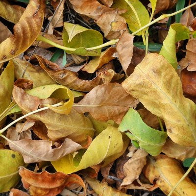 A dense pile of dry, curled leaves in shades of yellow, tan, brown, and light green scattered across the ground.